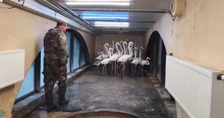Шесть фламинго из Ростовского зоопарка переехали в сафари-парк на Кубани