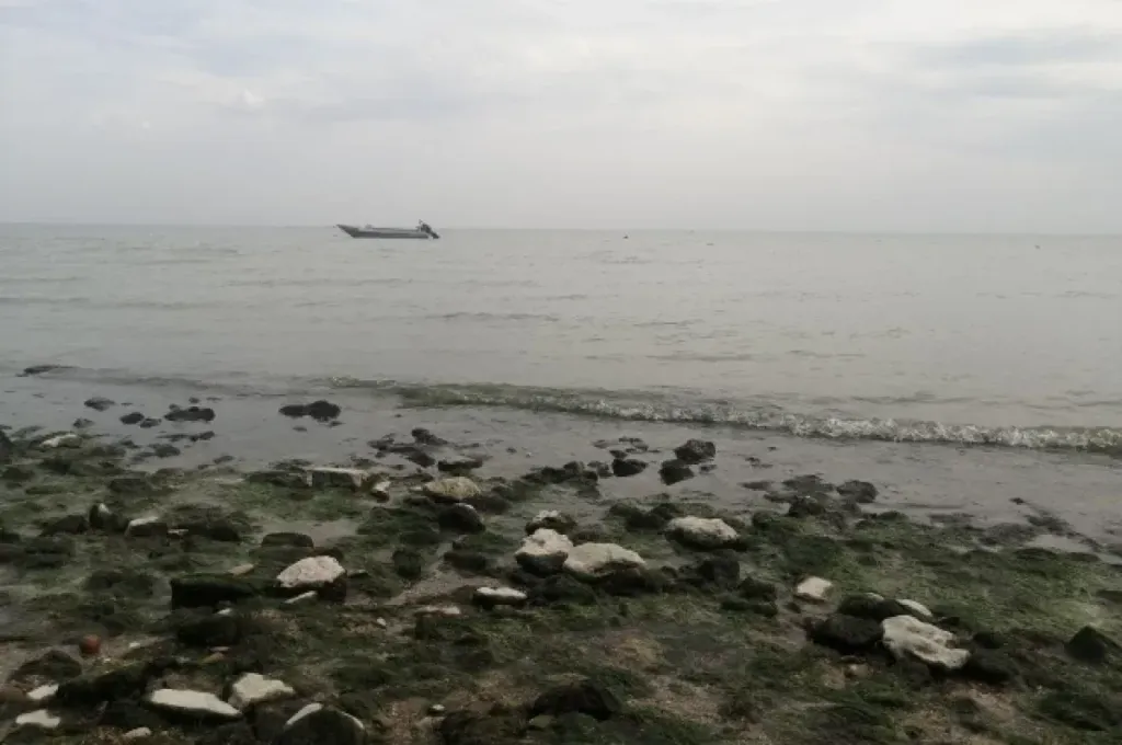 Осолонение Азовского моря грозит убытками рыбной отрасли Дона