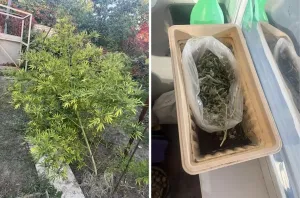 Под Волгодонском на даче нашли пять кустов конопли